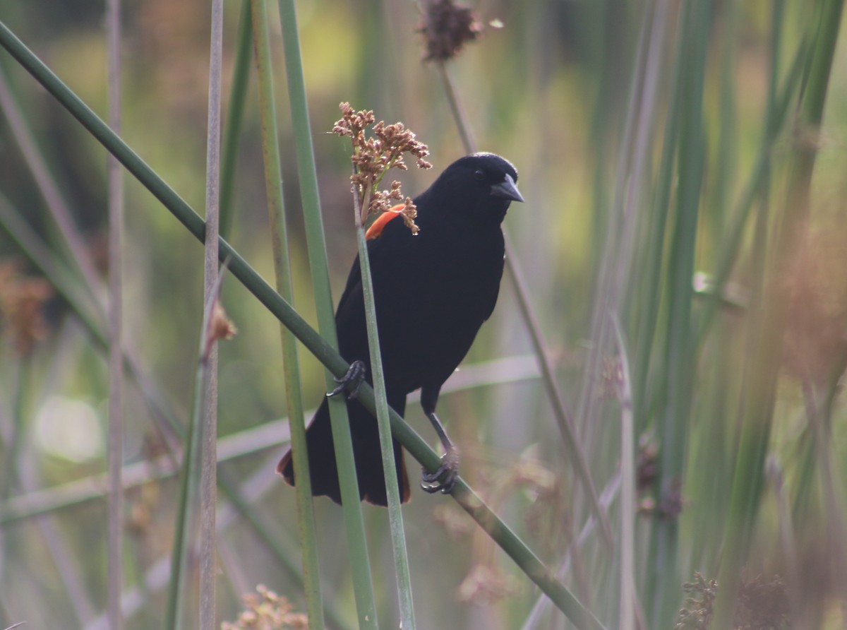 Red-winged Blackbird (California Bicolored) - ML453800501