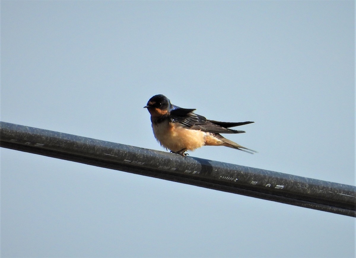 Barn Swallow - ML453800621