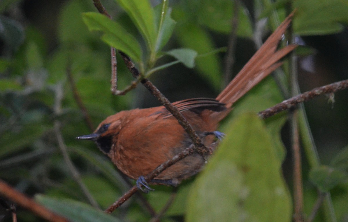 Black-throated Spinetail - Leonardo Duque