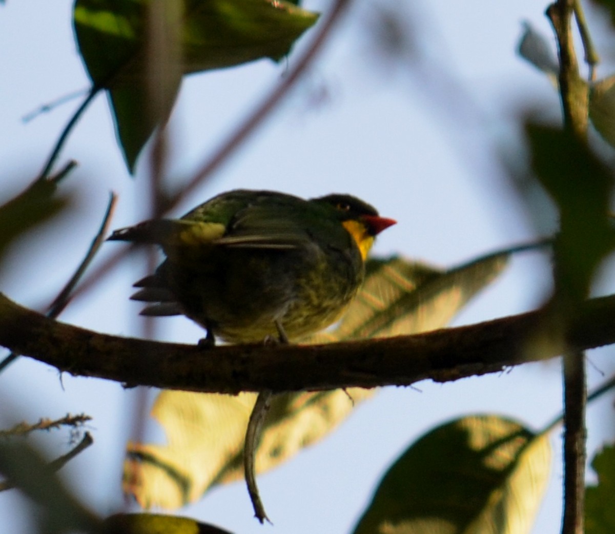 Golden-breasted Fruiteater - ML453800821