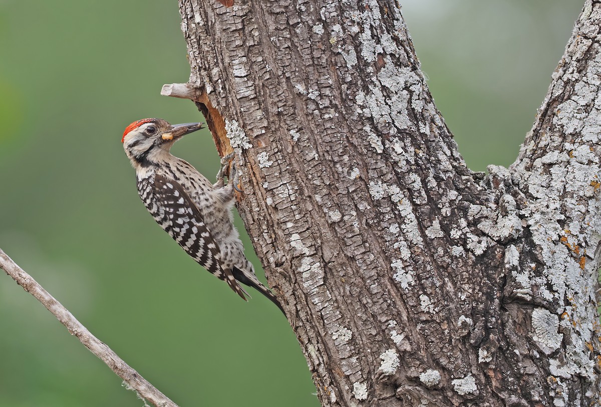 Ladder-backed Woodpecker - Sam Woods