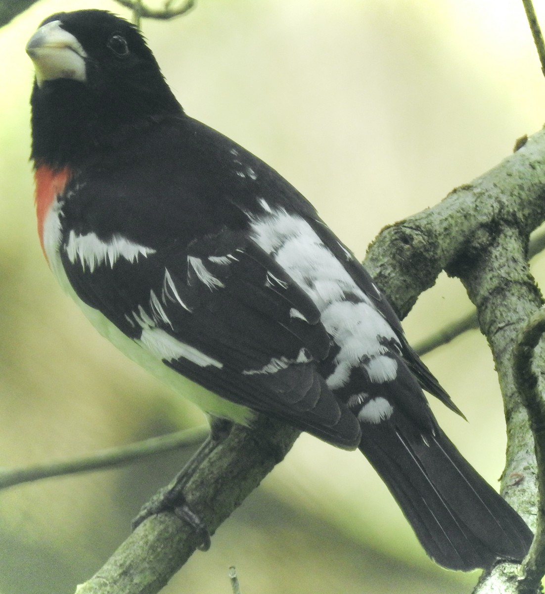 Rose-breasted Grosbeak - ML453801451