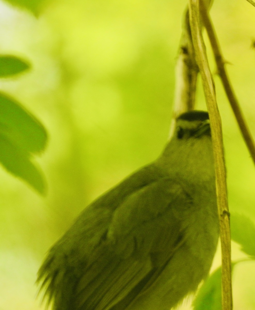 Gray Catbird - ML453801581