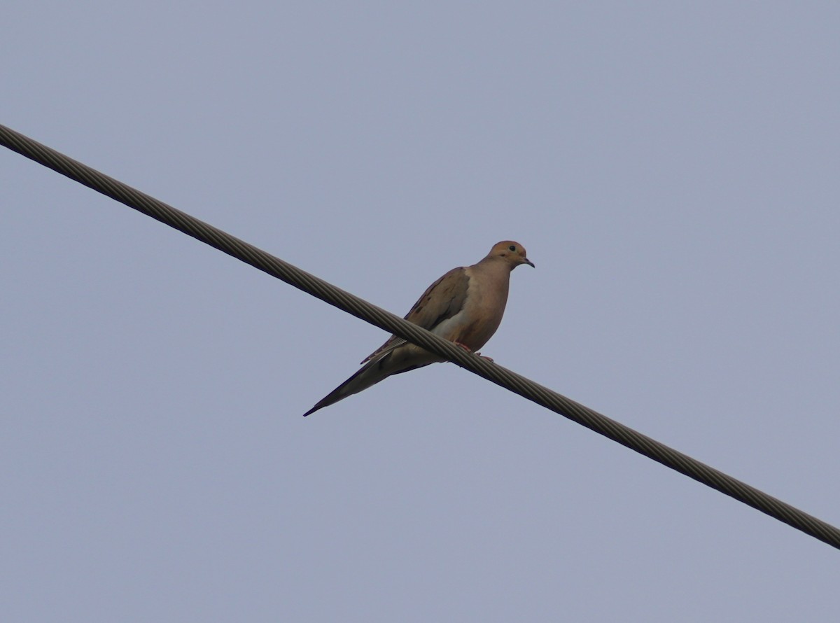 Mourning Dove - ML453801781