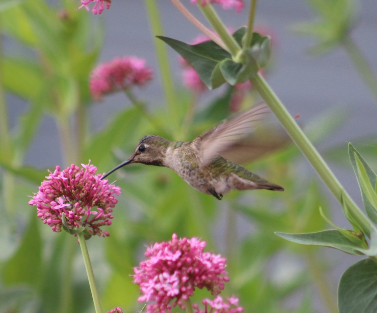 Anna's Hummingbird - ML453802081