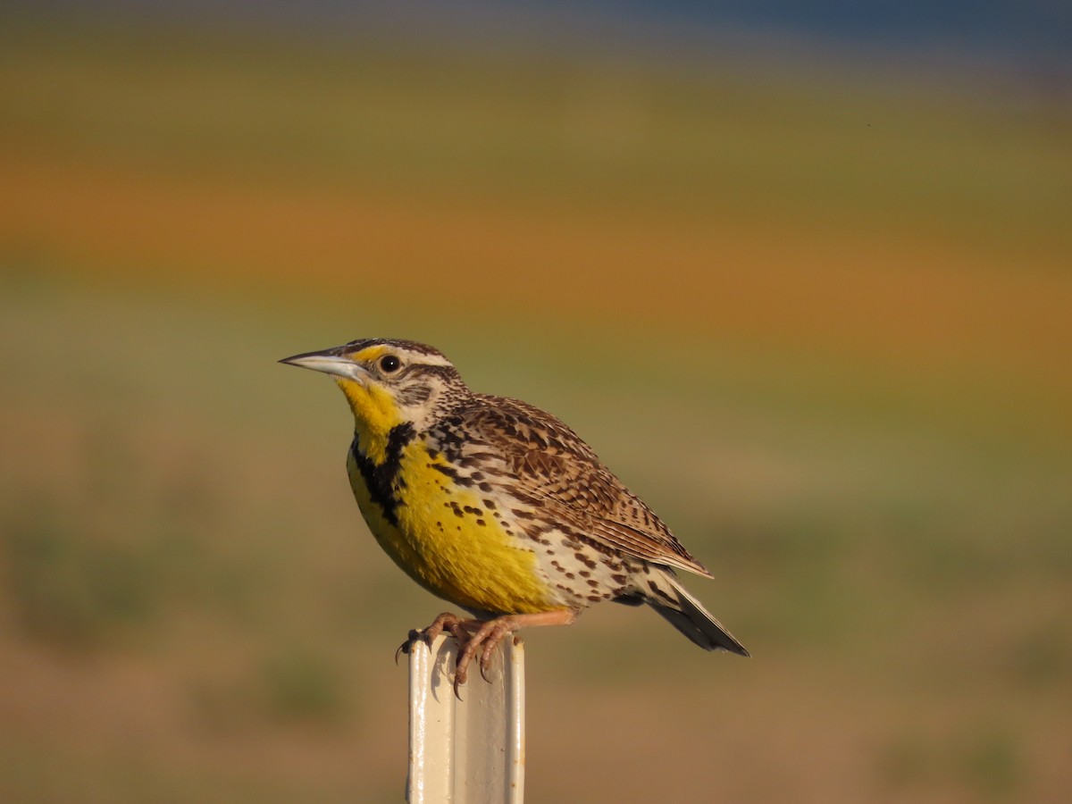 Western Meadowlark - ML453803281