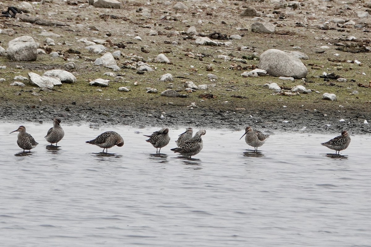 Stilt Sandpiper - ML453804131