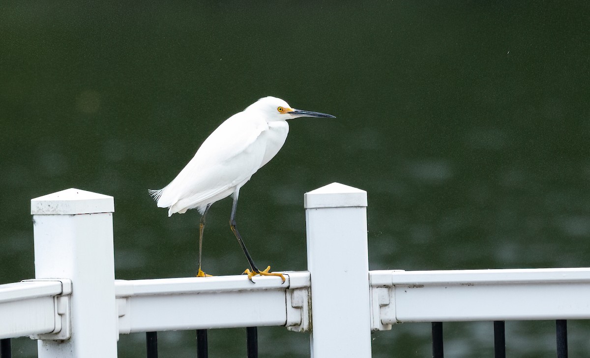 Snowy Egret - ML453804171