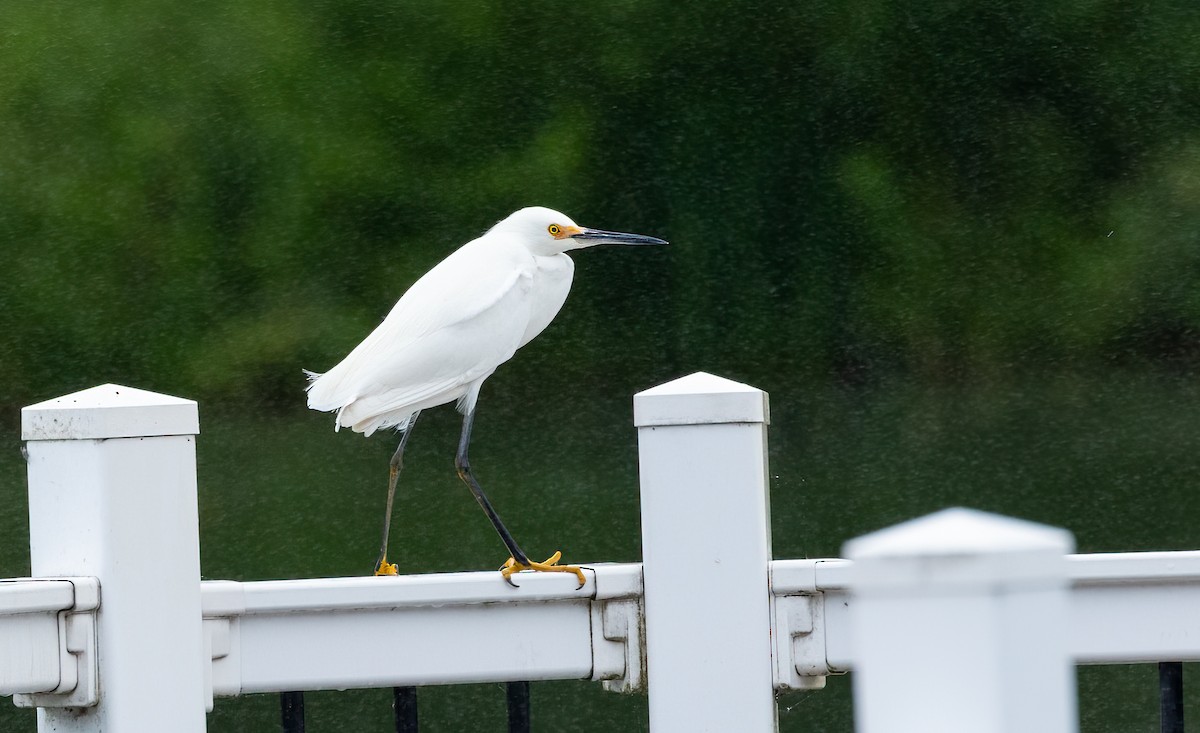 Snowy Egret - ML453804181