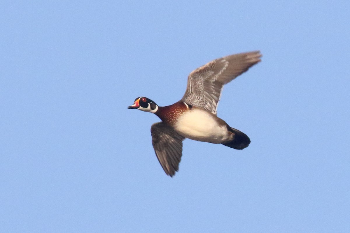 Wood Duck - ML453805231