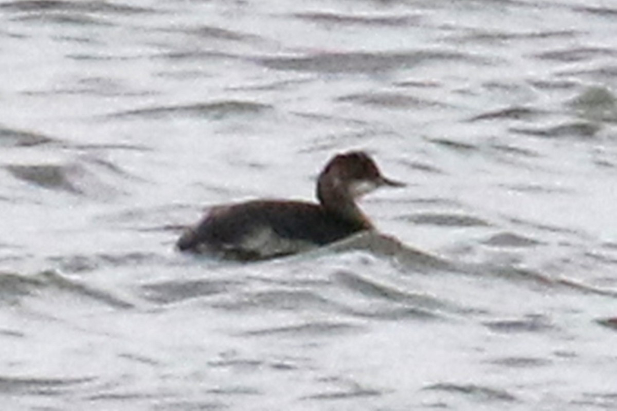 Eared Grebe - ML453805371