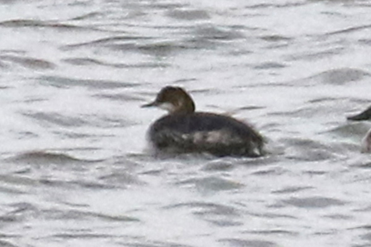 Eared Grebe - ML453805381