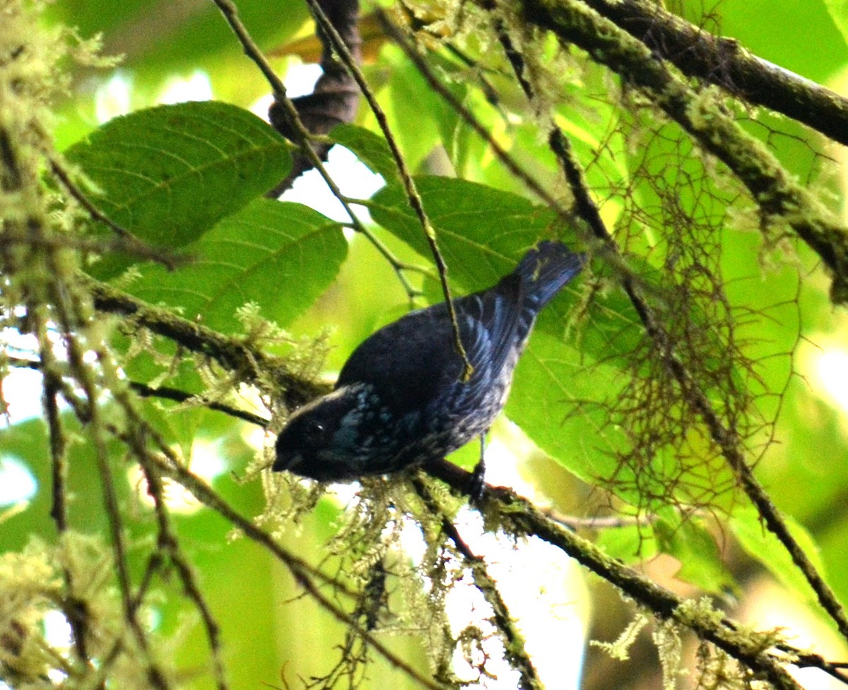 Beryl-spangled Tanager - Leonardo Duque