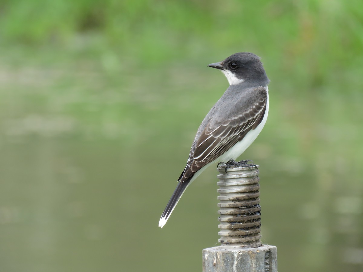 Schieferrücken-Königstyrann - ML45380581