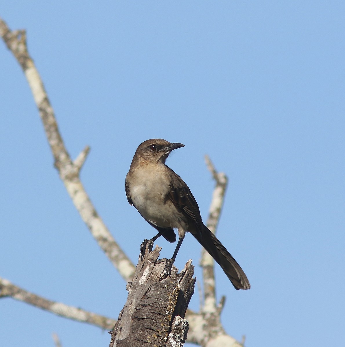 Sinsonte de Isla Socorro - ML453806081