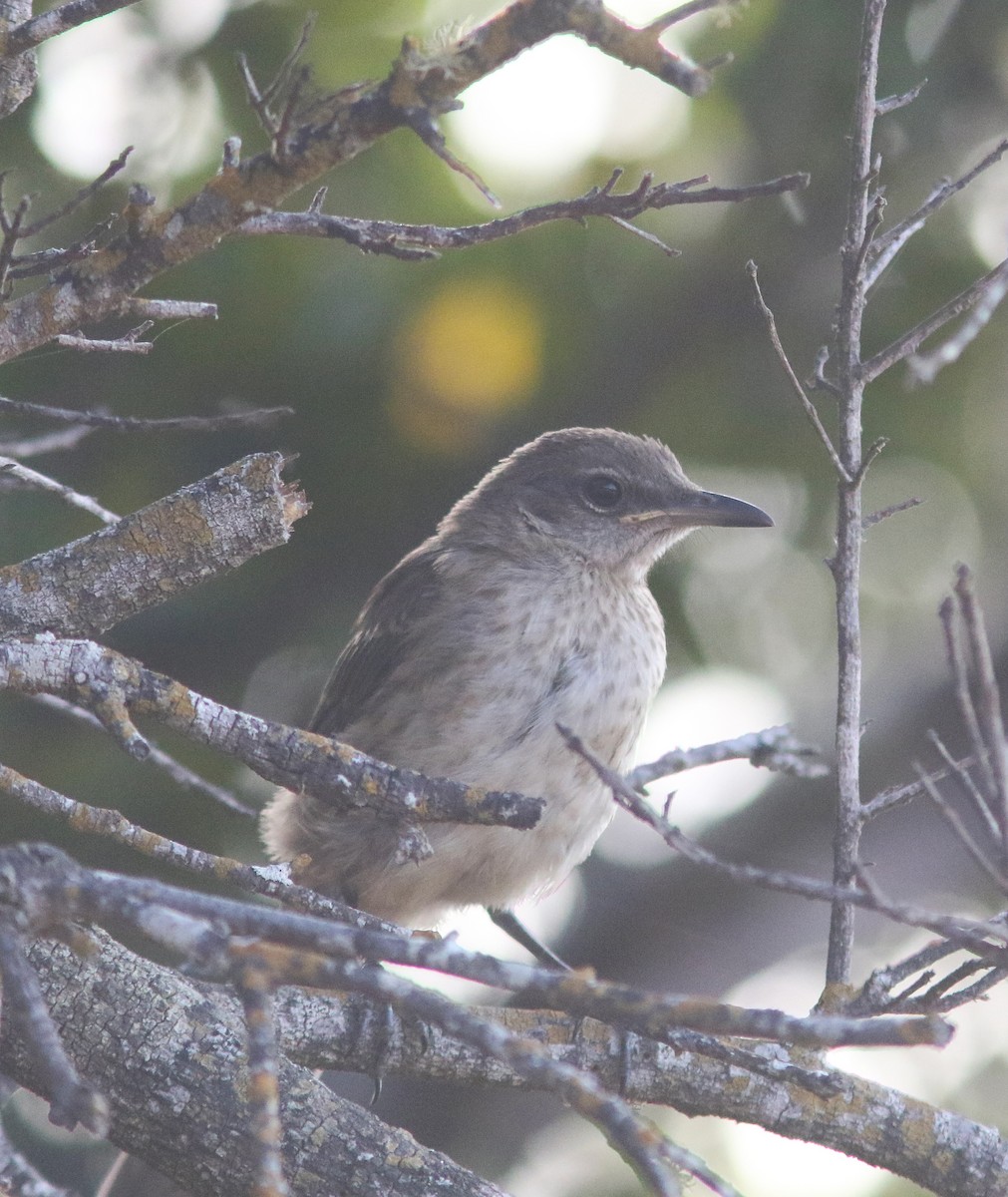 Socorro Mockingbird - ML453806151