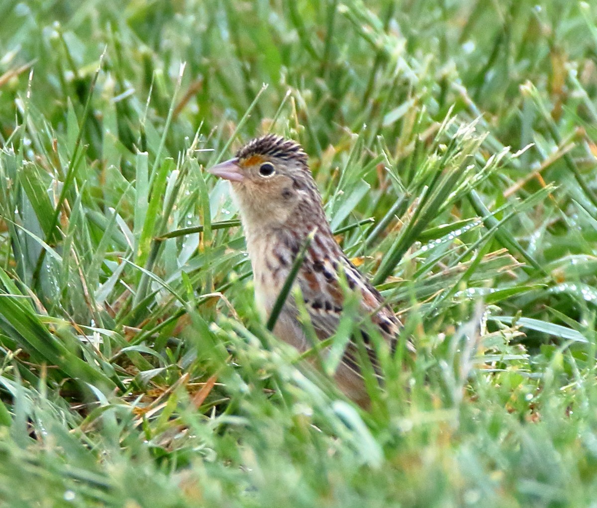 Grasshopper Sparrow - ML453806561