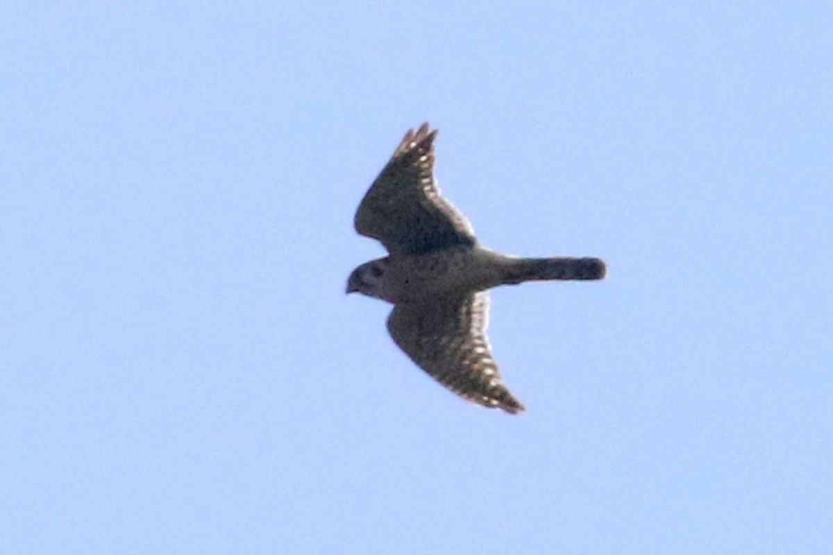 American Kestrel - ML453806801