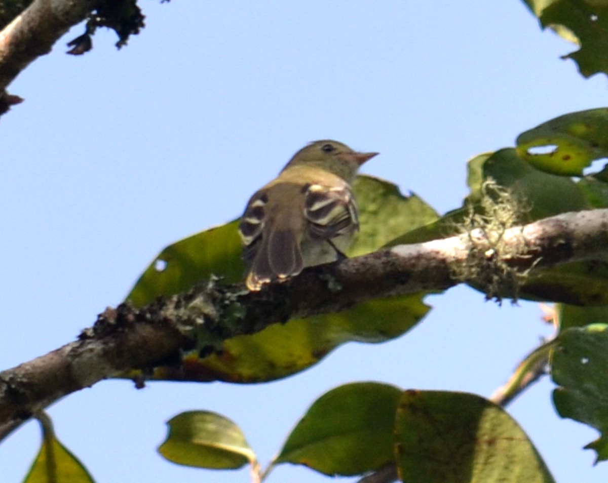 White-throated Tyrannulet - ML453808241