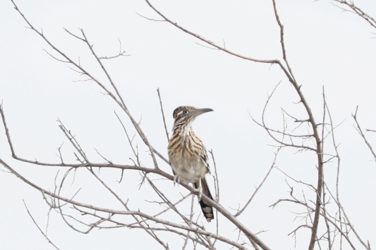 Greater Roadrunner - ML453808301
