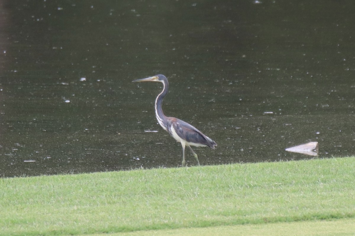 Tricolored Heron - ML453808981