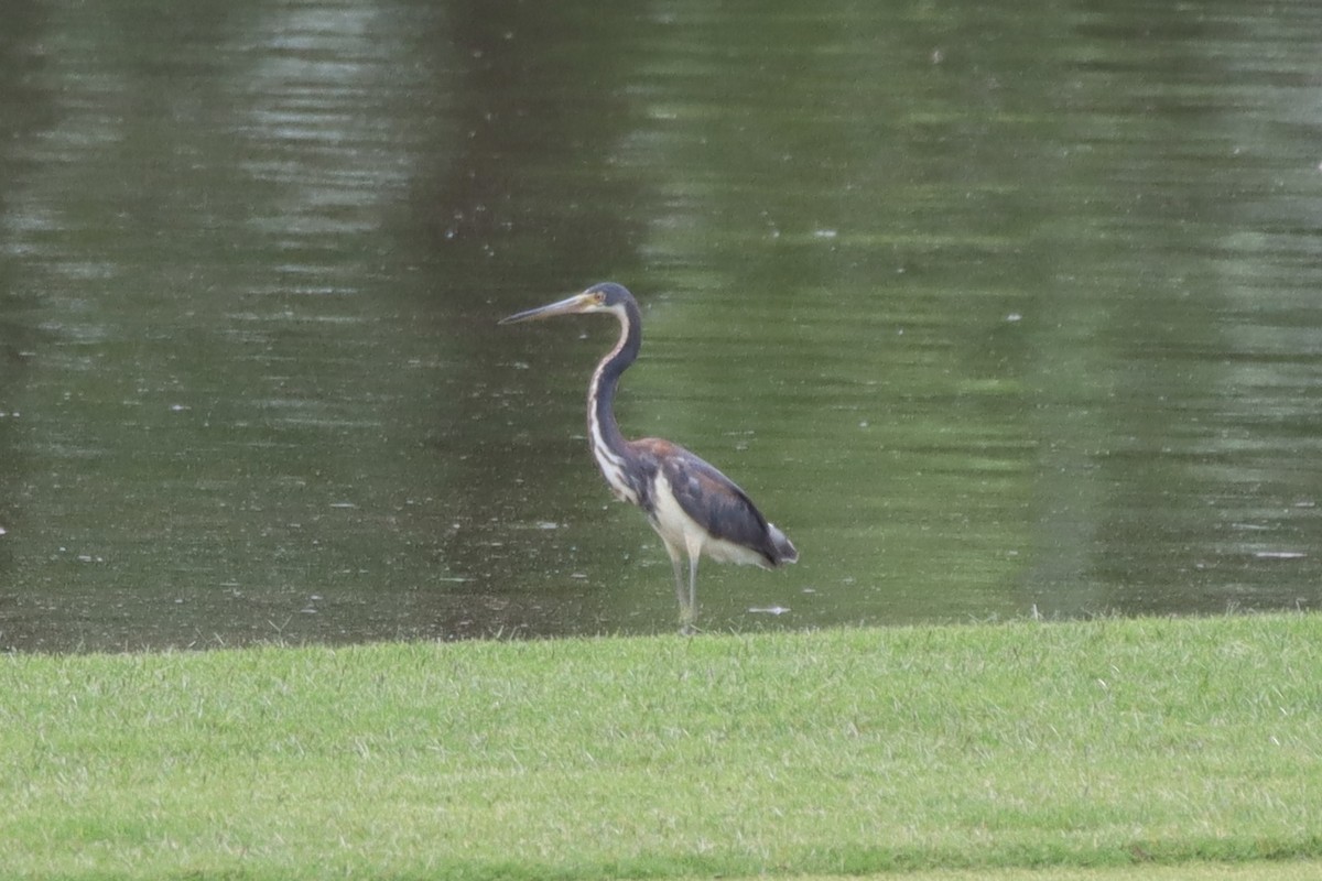 Tricolored Heron - ML453809011
