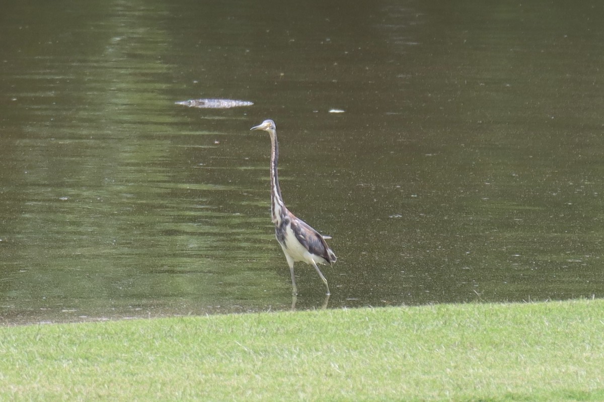 Tricolored Heron - ML453809041