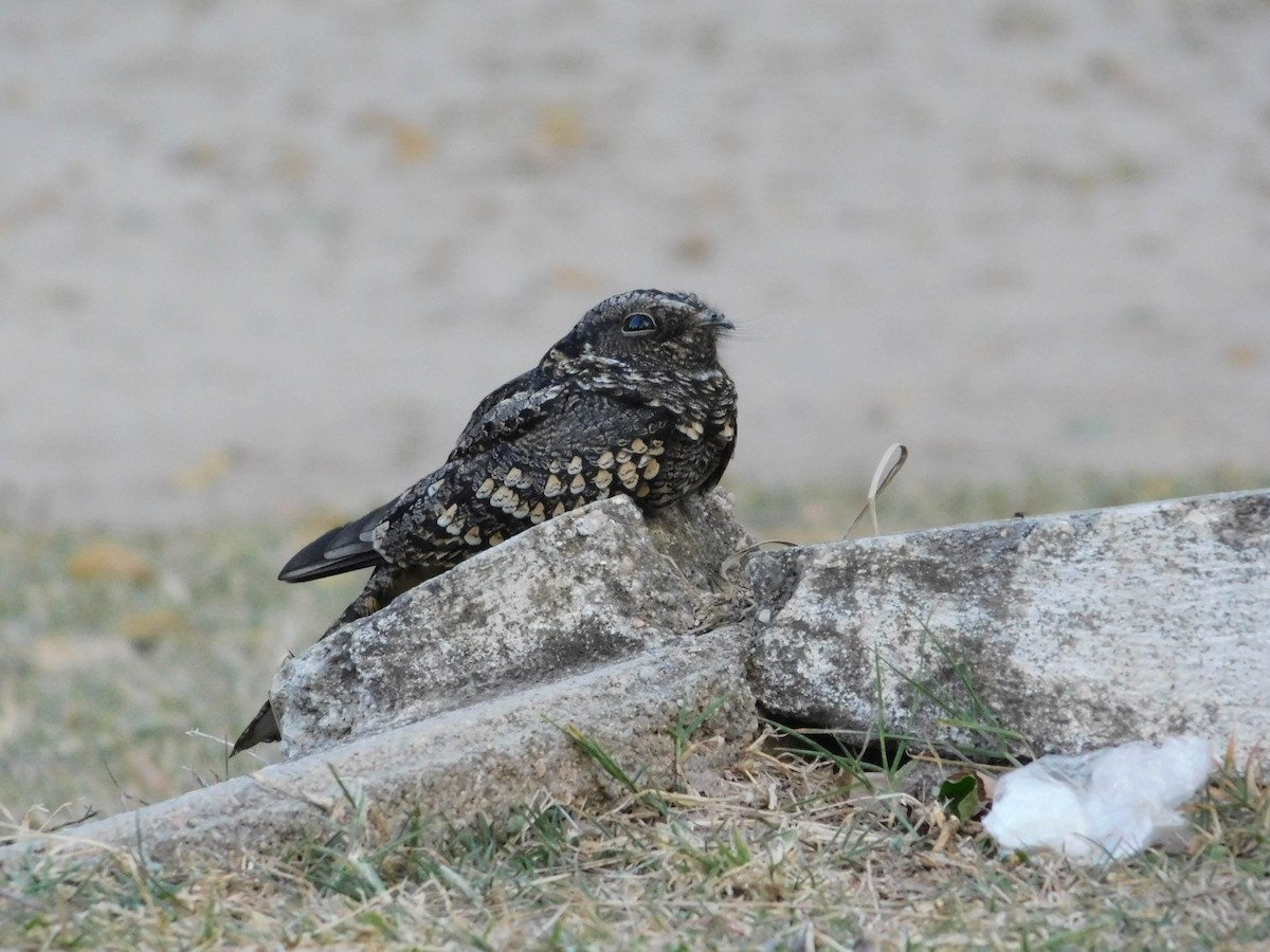 Band-winged Nightjar - ML453809741