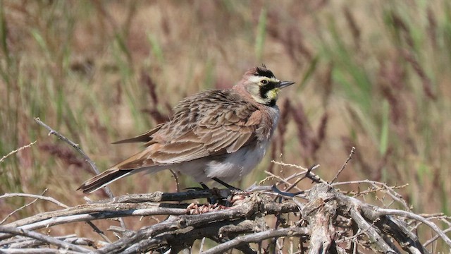 Horned Lark - ML453810391