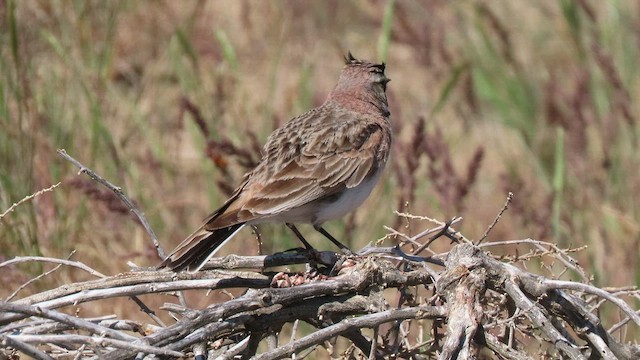 Horned Lark - ML453810411