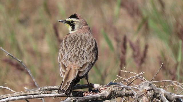 Horned Lark - ML453810741