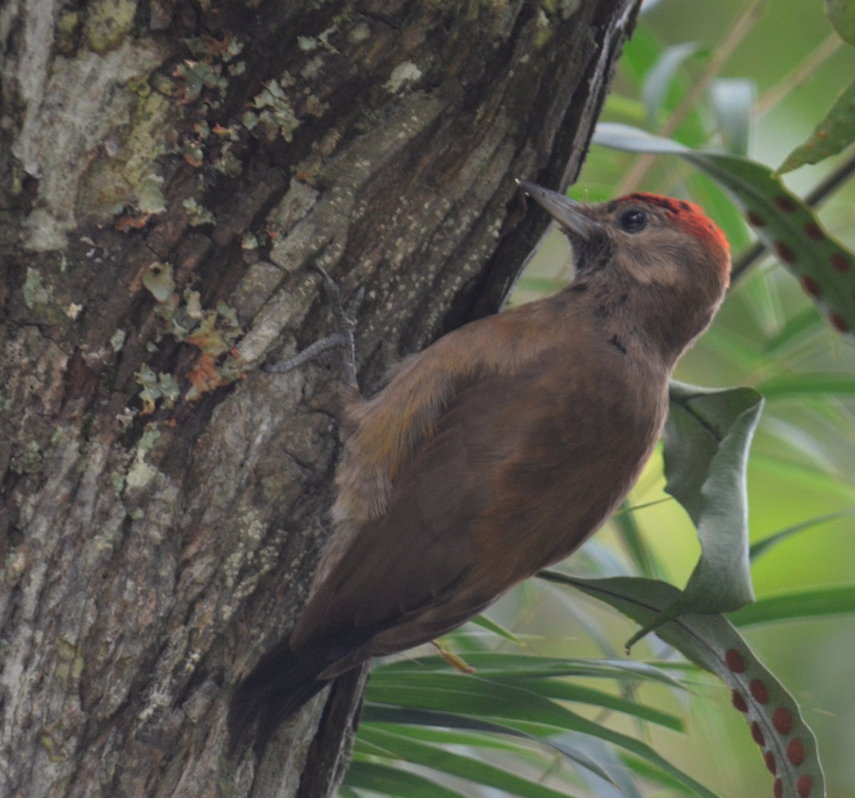 Smoky-brown Woodpecker - ML453810871