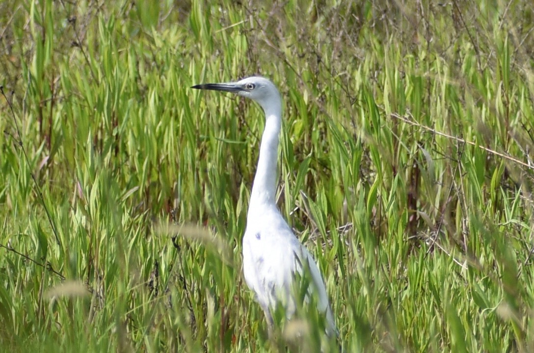 Little Blue Heron - Chad Carroll