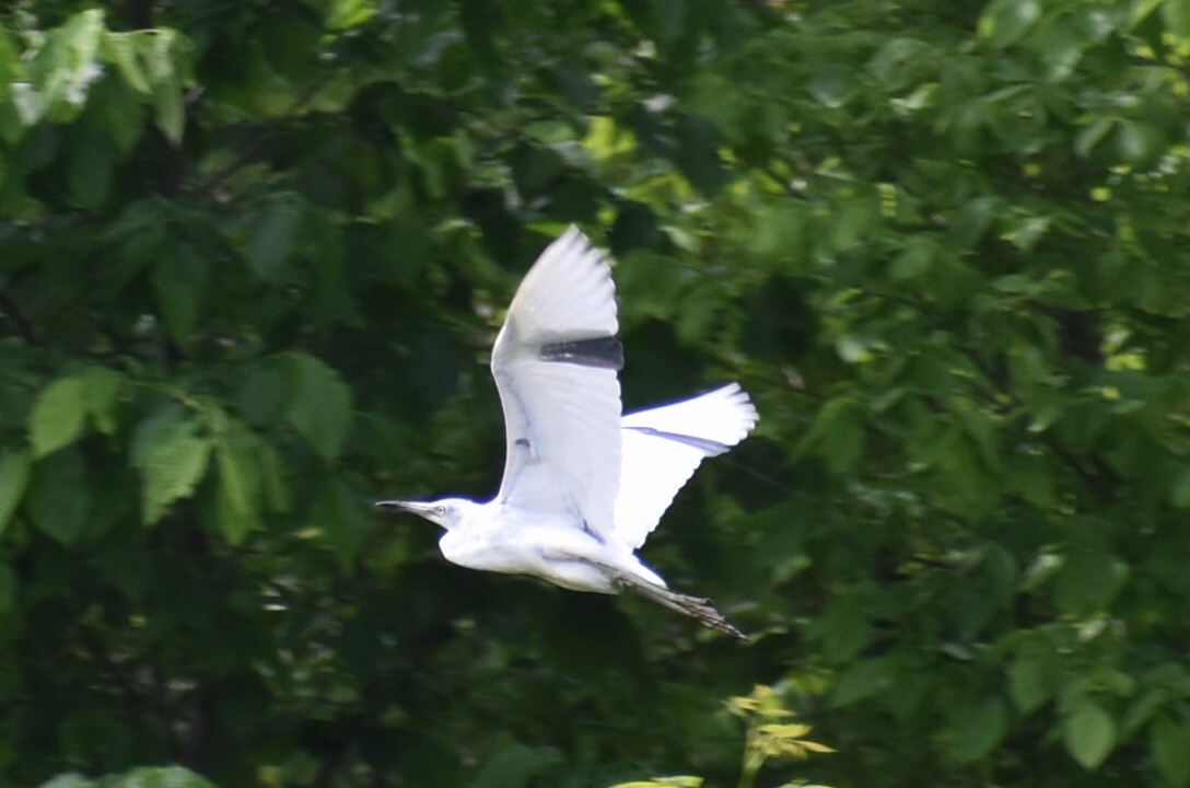 Little Blue Heron - ML453811291