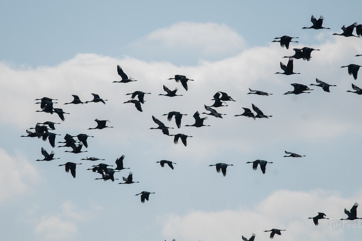 Hooded Crane - ML45381141