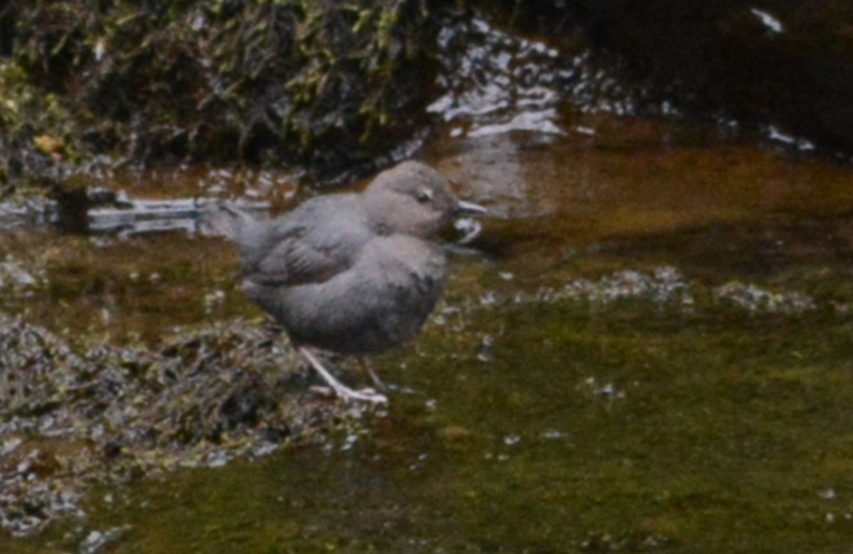 American Dipper - ML453811731