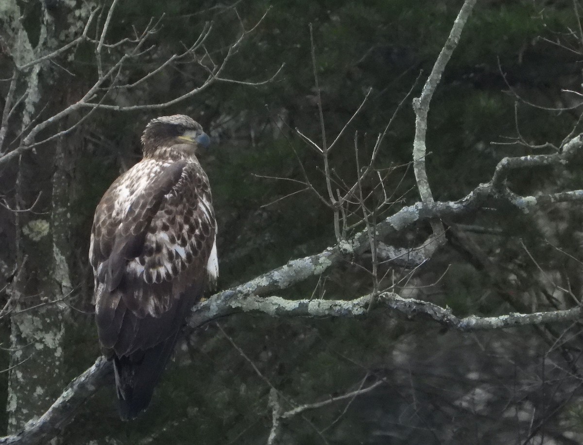 Bald Eagle - ML453811951