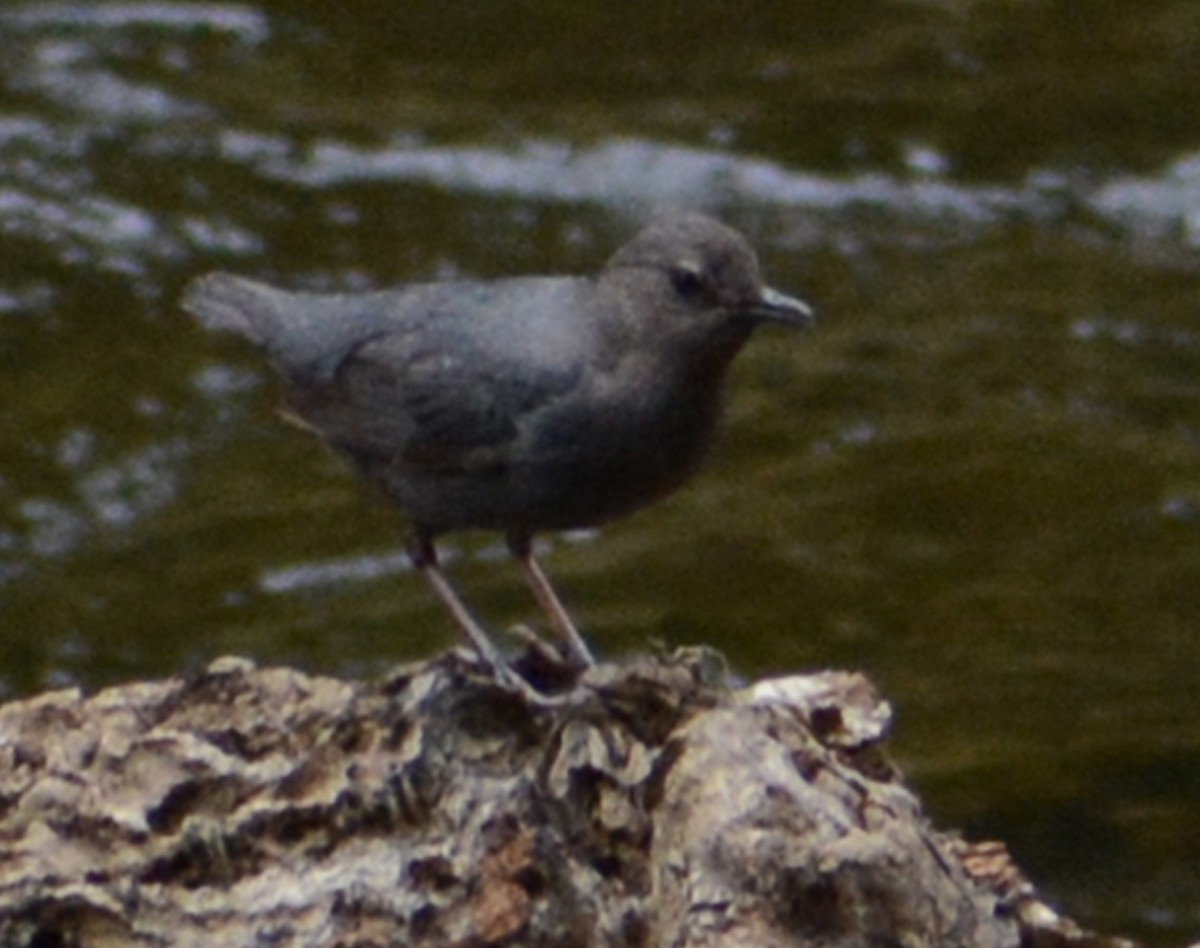 American Dipper - ML453812181