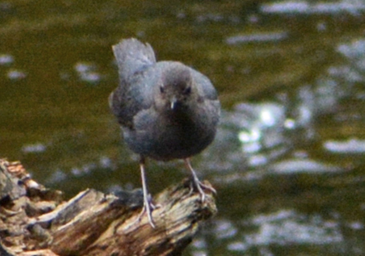 American Dipper - ML453812391