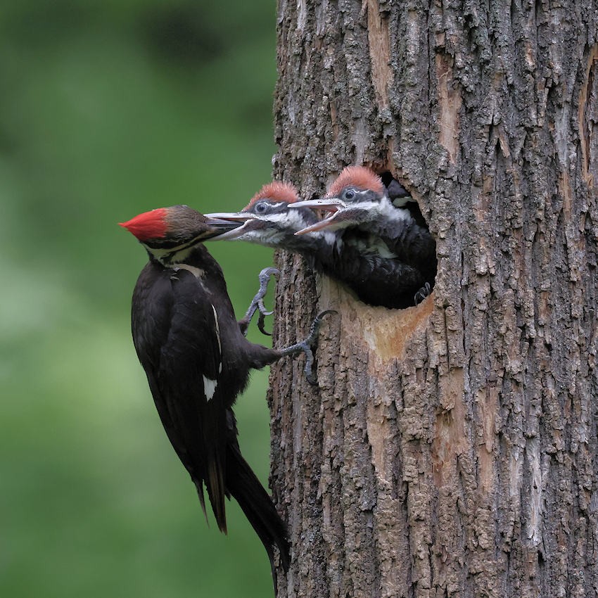 Pileated Woodpecker - Kevin Hoatzin