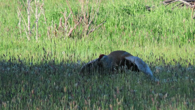 Sandhill Crane - ML453813781