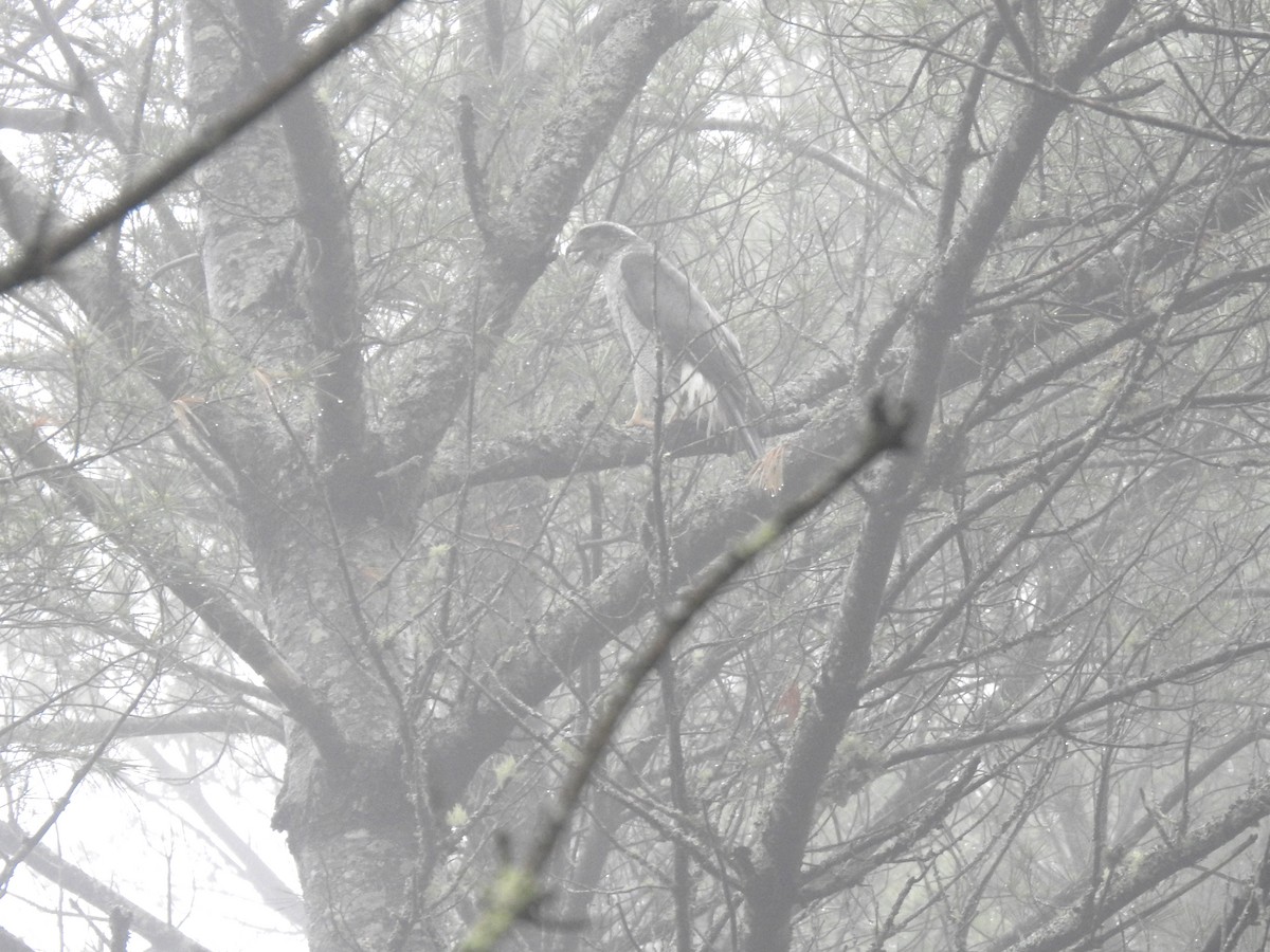 American Goshawk - Glenn Hodgkins