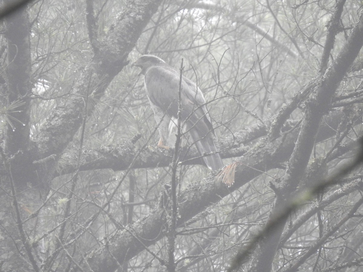 American Goshawk - Glenn Hodgkins