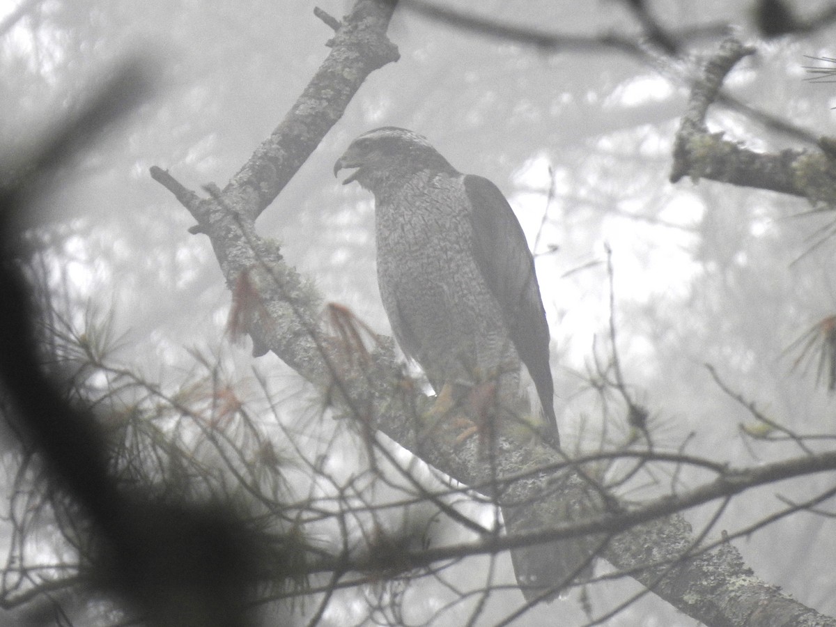 American Goshawk - ML453817751