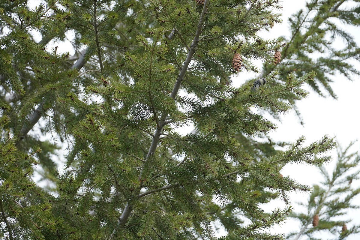 Миртовый певун (coronata x auduboni) - ML453817911