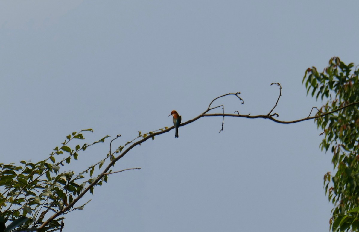 Chestnut-headed Bee-eater - ML453818291