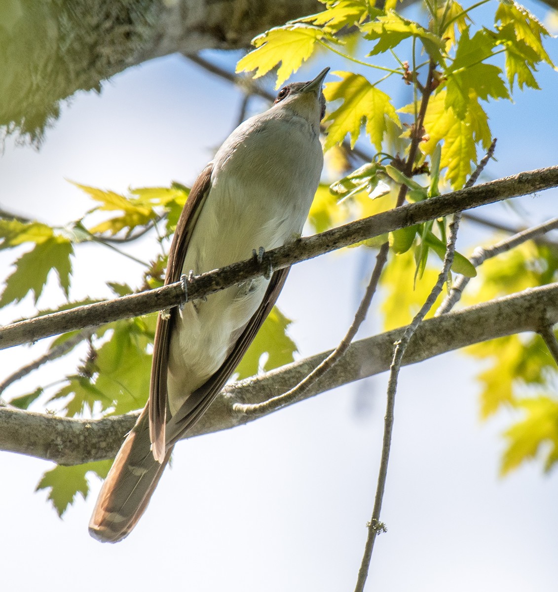 Black-billed Cuckoo - Jim Carroll