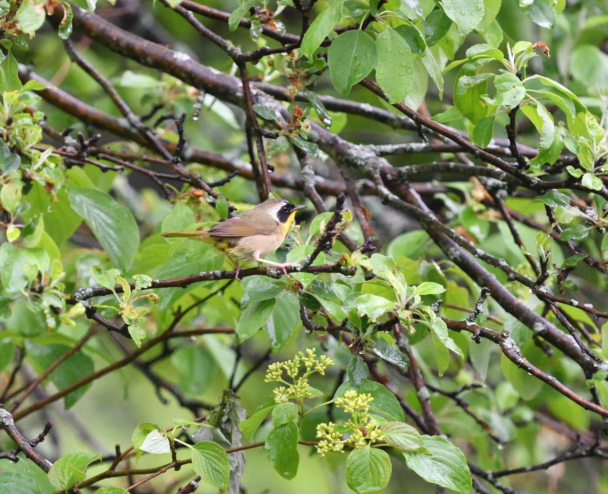 Common Yellowthroat - ML453819411