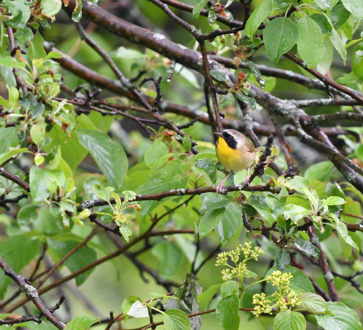 Common Yellowthroat - ML453819421