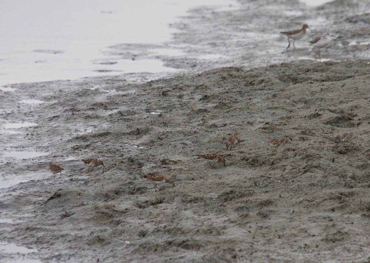 Long-toed Stint - Matt Brady